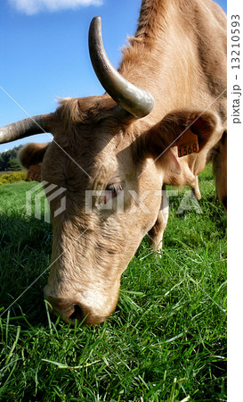 Cow grazing in the meadow 13210593