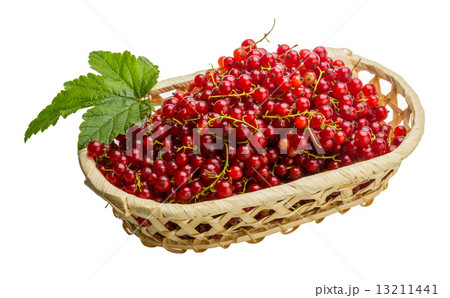 Red currant Red currant 13211441