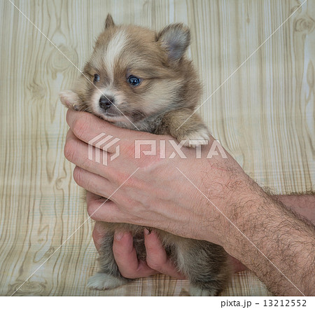 Pomeranian spitz Pomeranian spitz 13212552