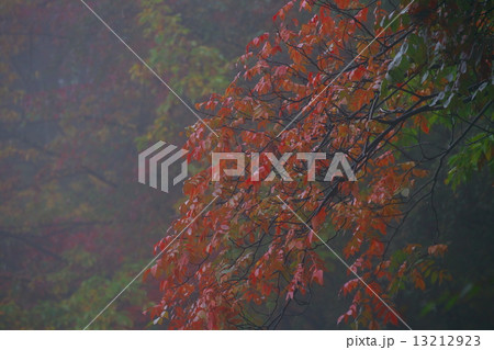 紅葉 13212923