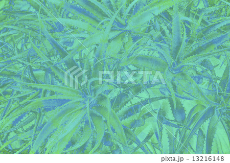background with aloe vera plant 13216148
