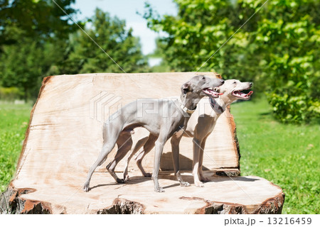 Two standing greyhounds 13216459