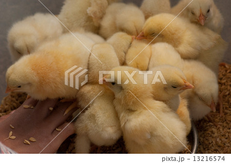 ヒヨコ ヒヨコ 13216574