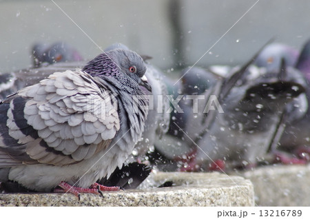鳩の水浴び 13216789