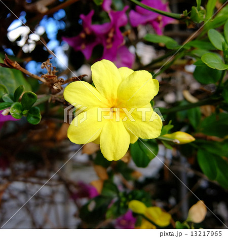 シチリアのオウバイモドキ シチリアのオウバイモドキ 13217965