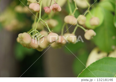 マユミ　真弓　檀　檀弓　山錦木　ヤマニシキギ　Euonymus hamiltonianus 13218146