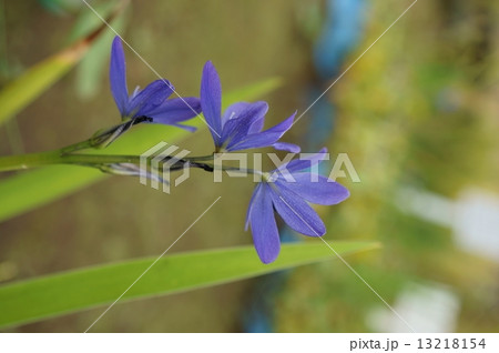 ミズアオイ　水葵　Monochoria korsakowii 13218154