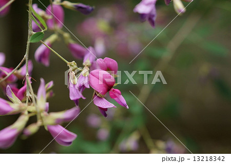 ミヤギノハギ 宮城野萩 Lespedeza Thunbergiiの写真素材