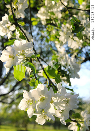 Apple blossoms in spring Apple blossoms in spring 13218415