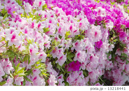 満開のツツジの花壇の写真素材