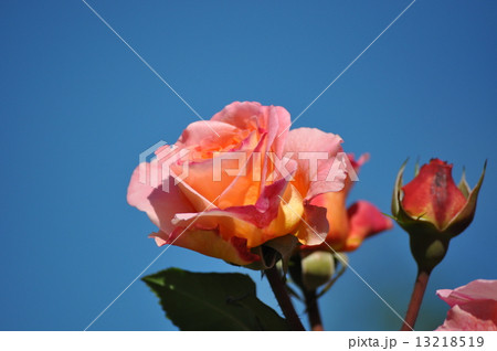 青空にアウグスタルイーゼ 青空にアウグスタルイーゼ 13218519