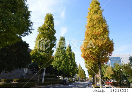 メタセコイヤ並木 メタセコイヤ並木 13218535