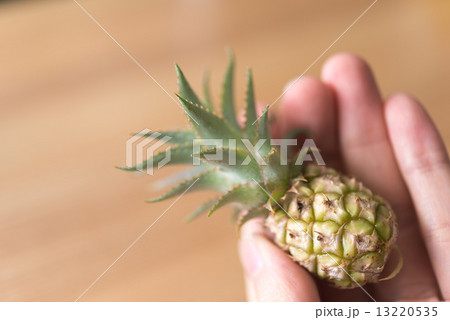 ミニパイン 13220535