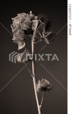 Malva moschata 13220631