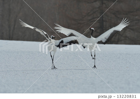 丹頂鶴 13220831