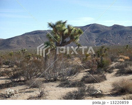 ジョシュアツリー国立公園 13220859