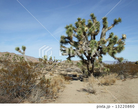 ジョシュアツリー国立公園 ジョシュアツリー国立公園 13220860