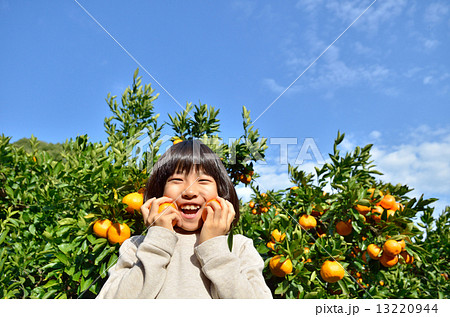 みかん狩りをする女の子 13220944