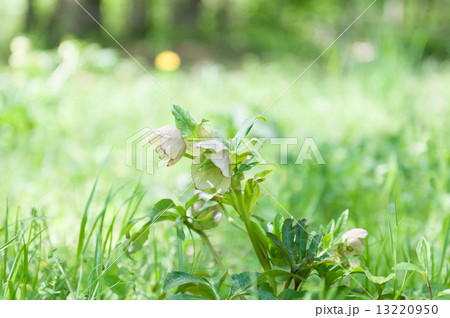 草花 クリスマスローズ 草花 クリスマスローズ 13220950