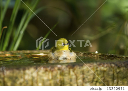 京都御苑の野鳥（メジロ） 13220951