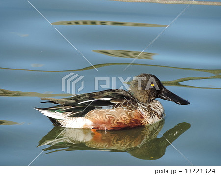 ハシビロガモ ハシビロガモ 13221324