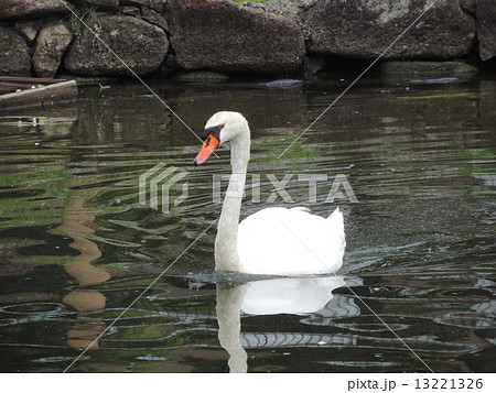 コブハクチョウ1 13221326