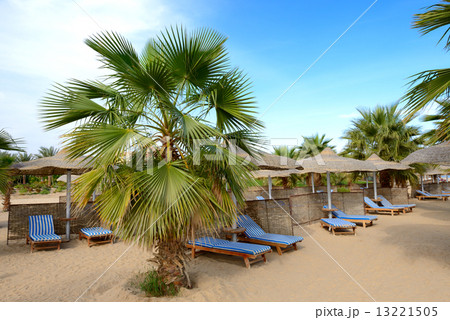 Palm tree on the beach at luxury hotel, Hurghada, Egypt 13221505