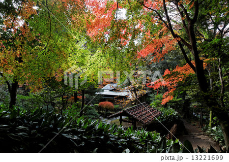 旧古河庭園のモミジの紅葉と茶室 13221699