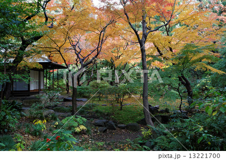 旧古河庭園のモミジの紅葉と茶室 13221700