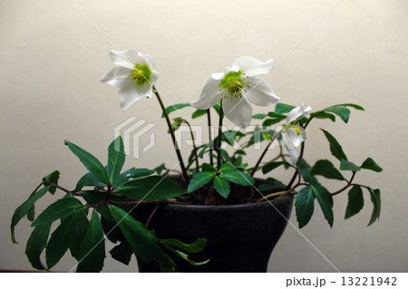 クリスマスローズ 13221942