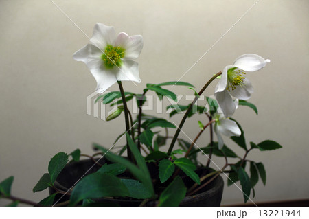 クリスマスローズ 13221944