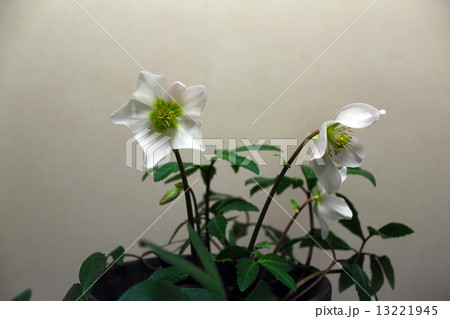 クリスマスローズ クリスマスローズ 13221945