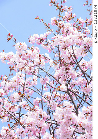 桜 空バック の写真素材 桜 空バック の写真素材