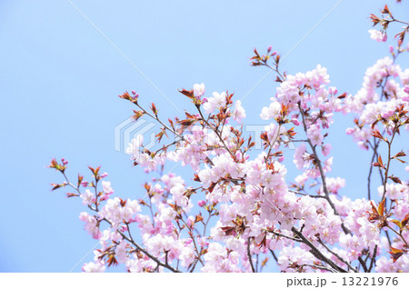 桜(空バック) 桜(空バック) 13221976
