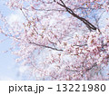 桜（空バック） 13221980