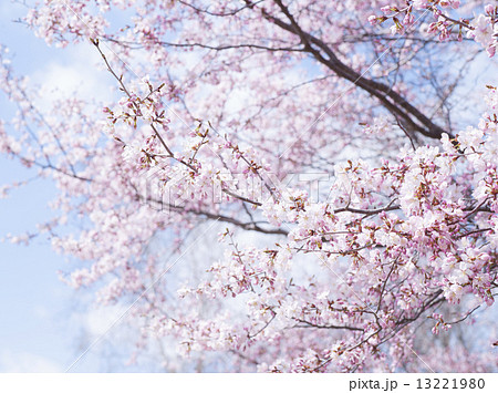 桜 空バック の写真素材