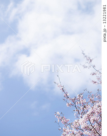 桜（空バック） 13221981