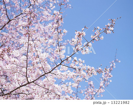 桜（空バック） 13221982