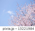 桜（空バック） 13221984