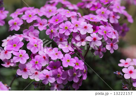 ツルハナガタの花 13222157