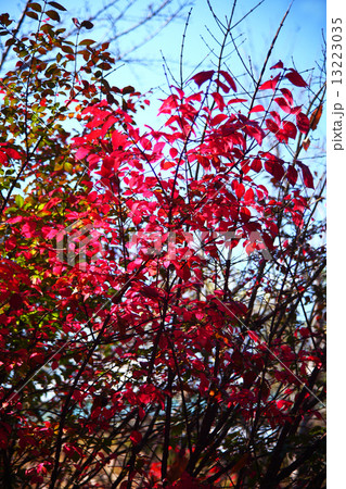 ニシキギの紅葉 13223035