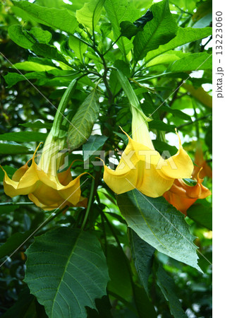 黄色いダチュラの花 黄色いダチュラの花 13223060