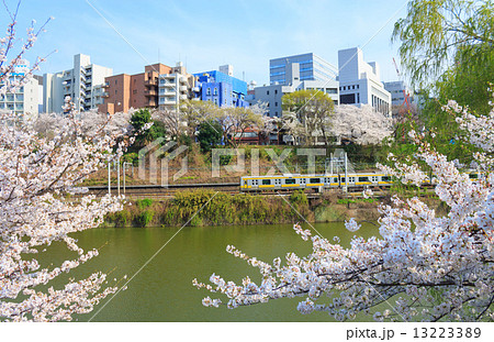 東京 外濠公園の桜の写真素材
