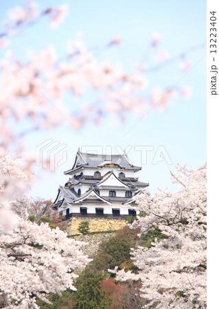 4月滋賀 彦根城・天守閣と桜 13223404