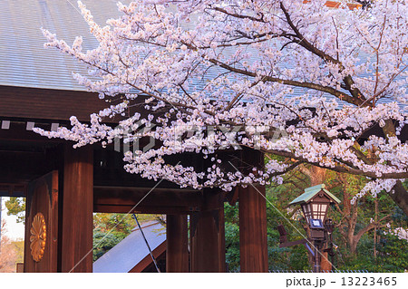 東京　夕暮れ時の靖国神社の桜 13223465