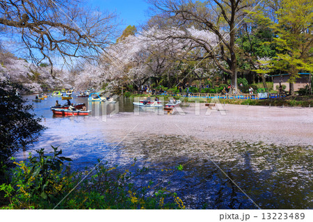 東京 井の頭公園の桜 東京 井の頭公園の桜 13223489