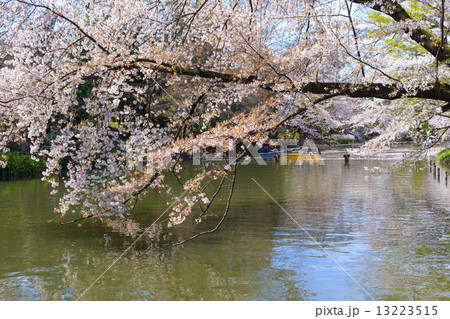 東京 井の頭公園の桜 東京 井の頭公園の桜 13223515