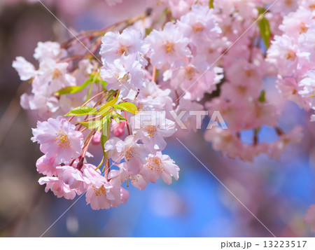 桜 桜 13223517