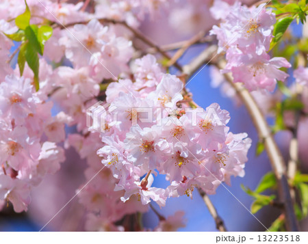 桜 桜 13223518