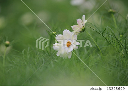 コスモス コスモス 13223699